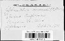 Sphaerotheca humuli image