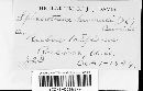 Sphaerotheca humuli image