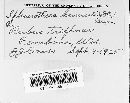 Sphaerotheca humuli image