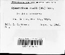 Sphaerotheca humuli image