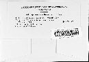 Sphaerotheca humuli image