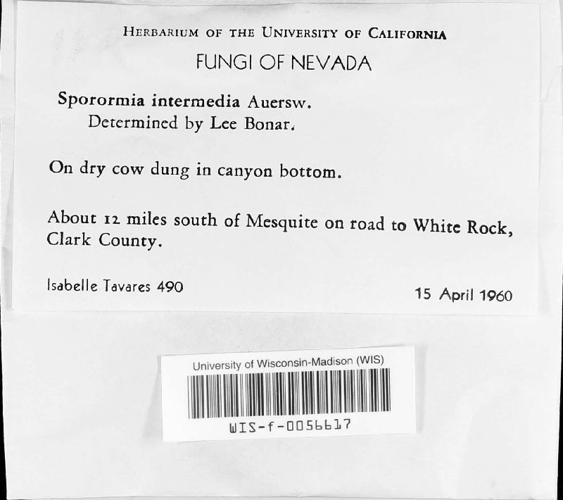 Sporormia image