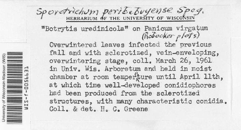 Sporotrichum image