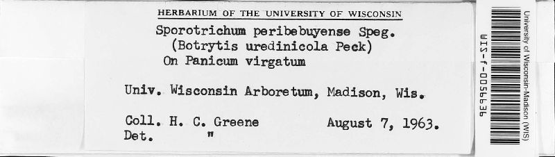 Sporotrichum image