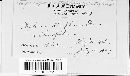 Image of Stagonospora atriplicis