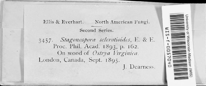 Stagonospora sclerotioides image