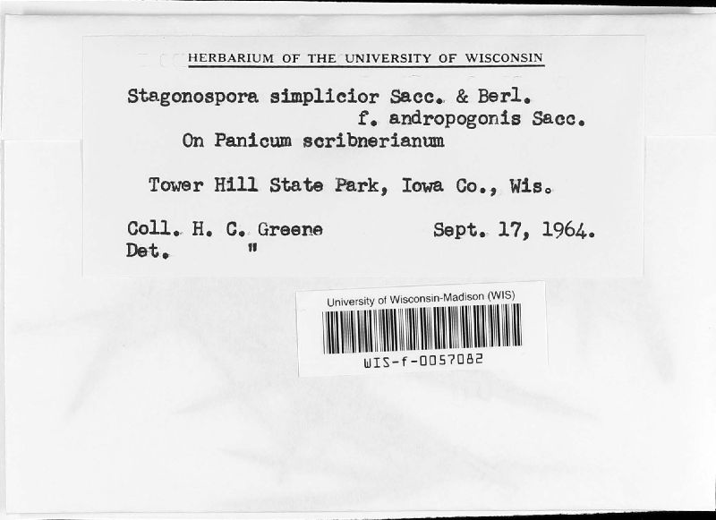 Phaeosphaeriaceae image