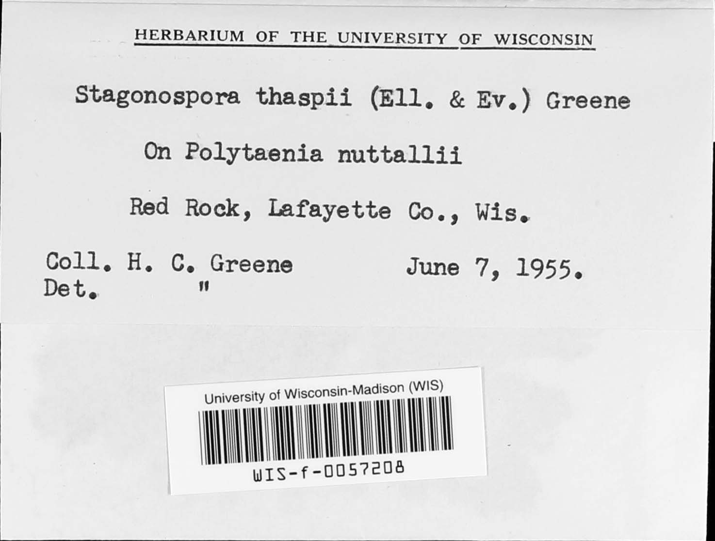 Stagonospora thaspii image