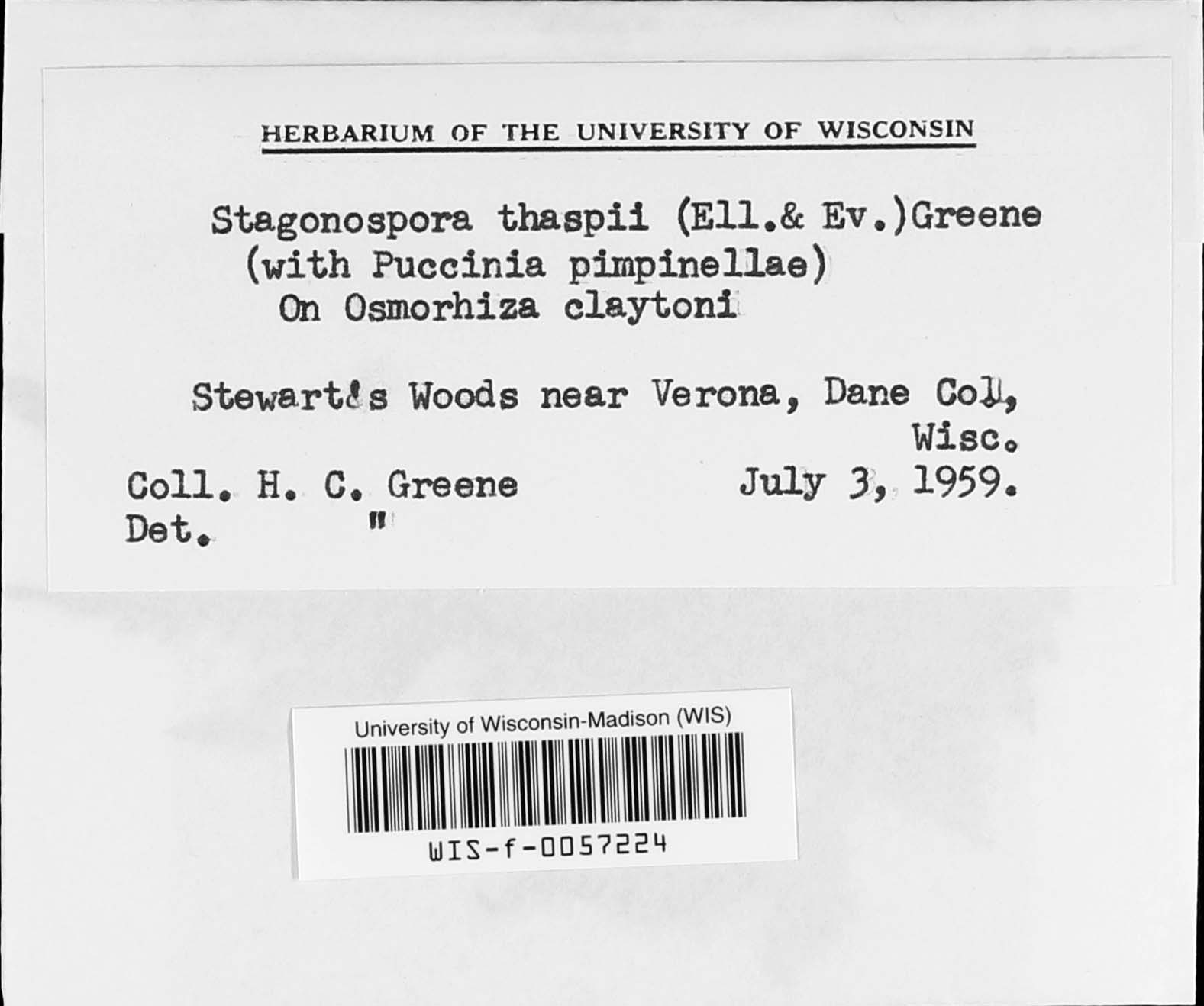 Stagonospora image