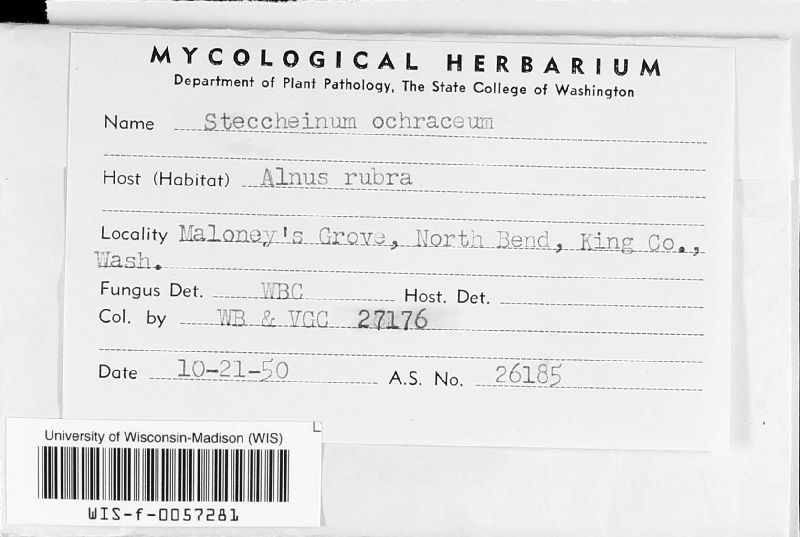 Stecchericium image