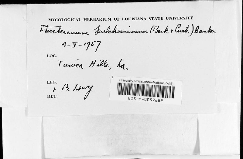Steccherinum pulcherrimum image