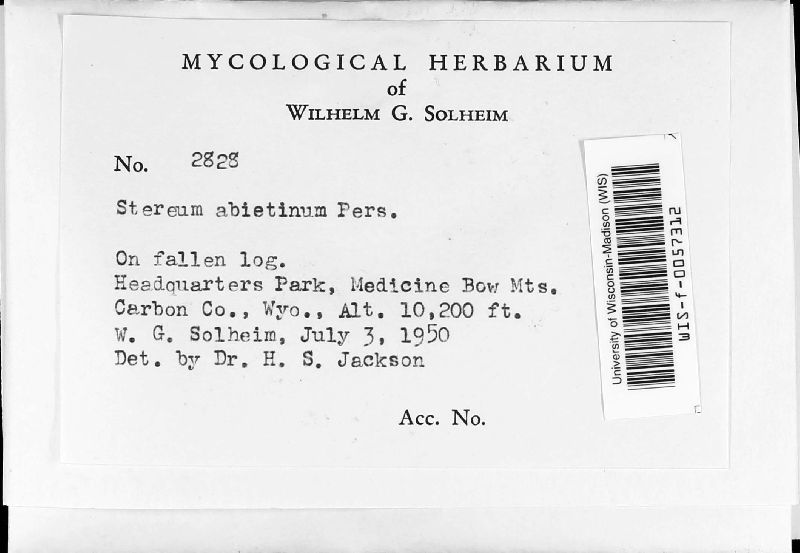 Stereum abietinum image