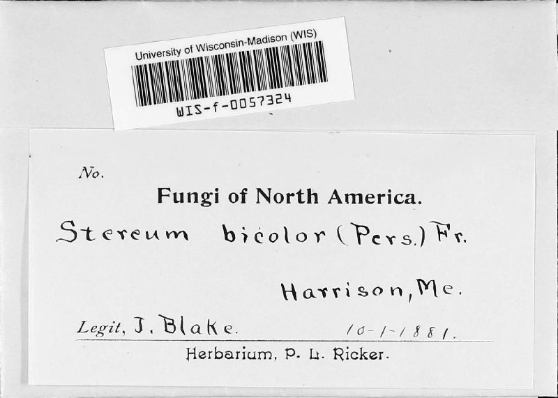 Stereum bicolor image