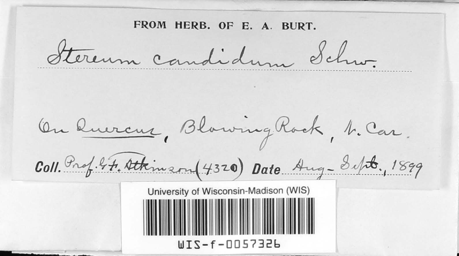 Stereum candidum image