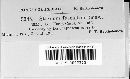 Stereum fasciatum image