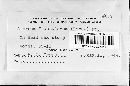Stereum frustulatum image