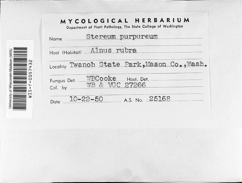 Stereum purpureum image