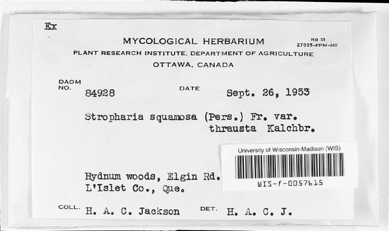 Stropharia squamosa var. thrausta image