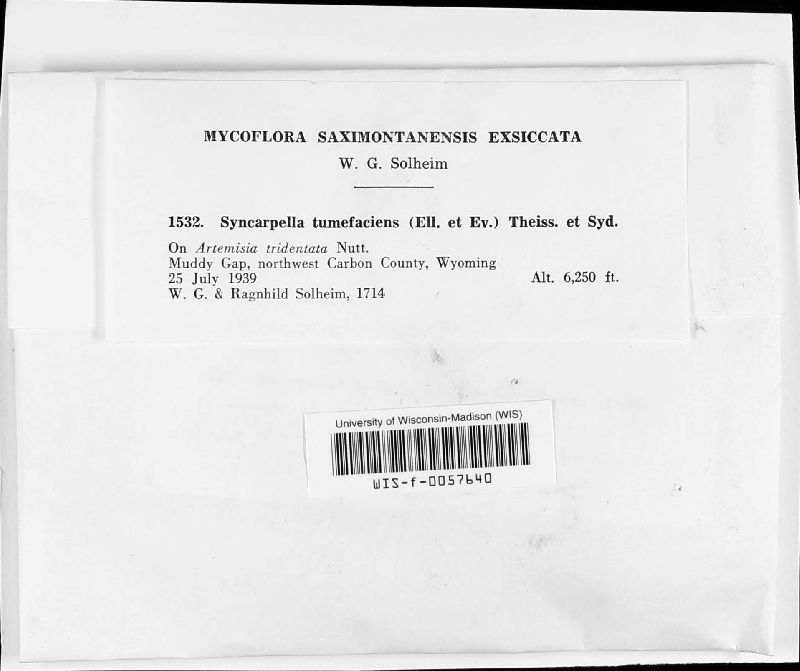 Syncarpella image
