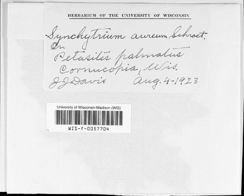 Synchytrium aureum image