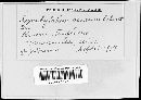 Synchytrium aureum image