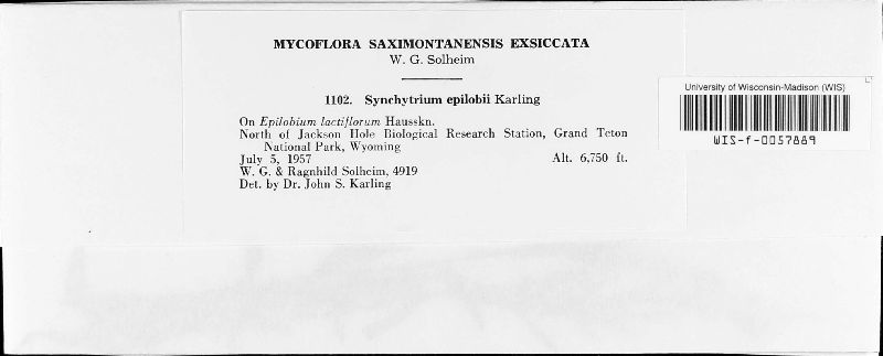 Synchytrium epilobii image
