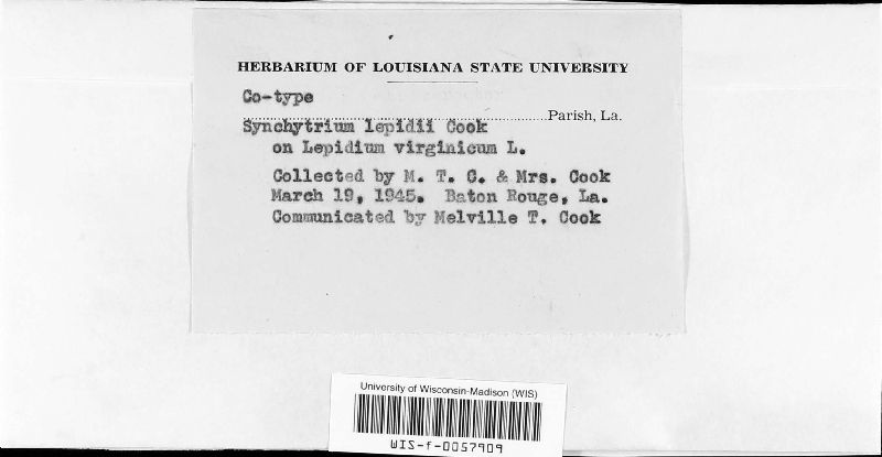 Synchytrium lepidii image