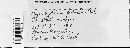 Image of Synchytrium smilacis