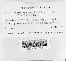 Mollisia fallax image