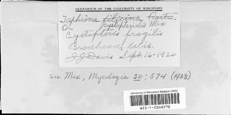 Taphrina cystopteridis image