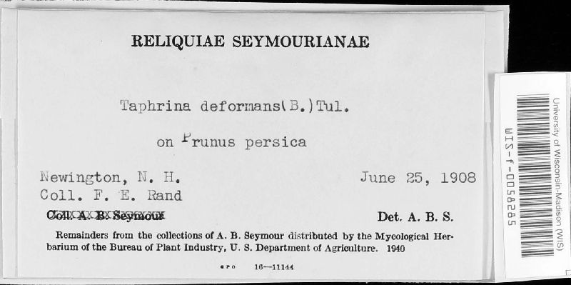 Taphrina deformans image