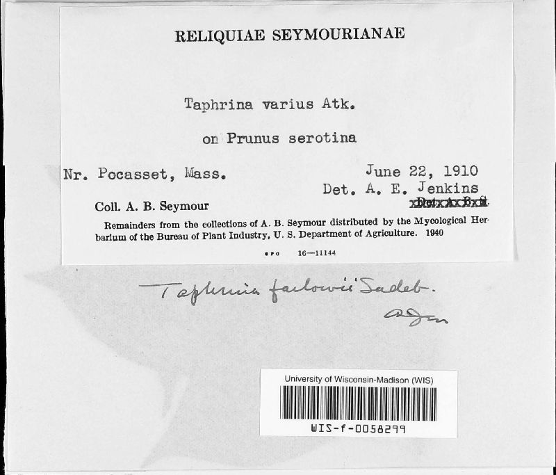 Taphrina image