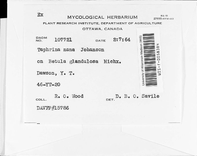 Taphrina nana image