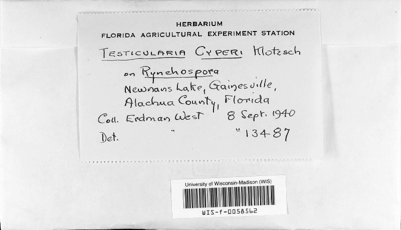 Testicularia cyperi image
