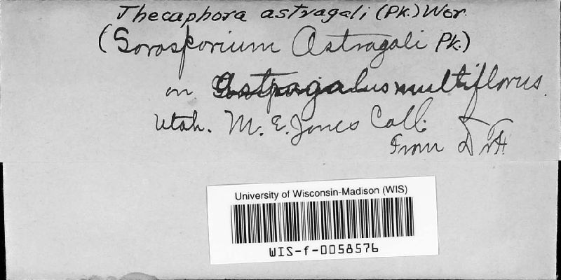 Glomosporiaceae image