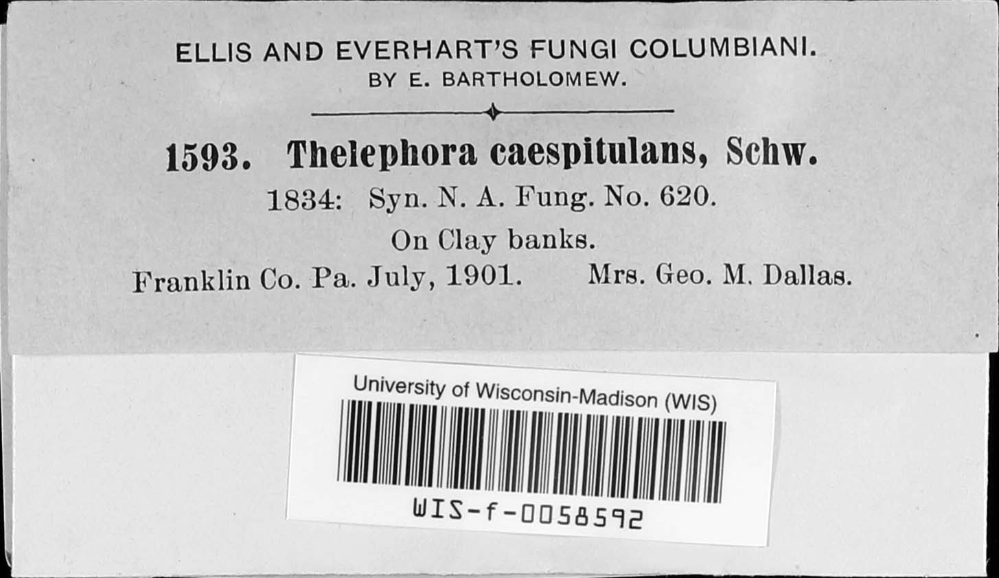 Thelephora caespitulans image