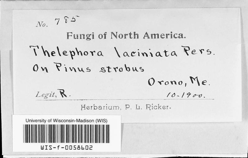 Thelephora image