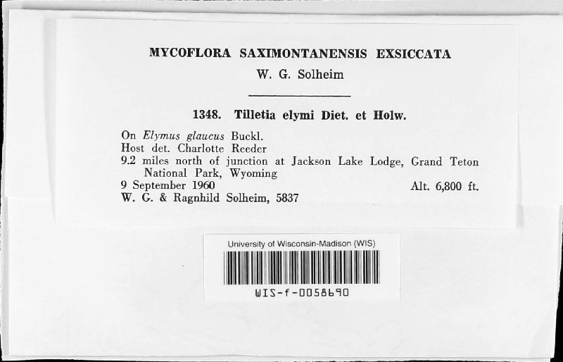 Tilletia elymi image