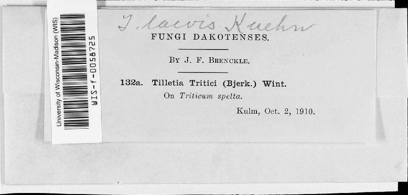 Tilletia laevis image