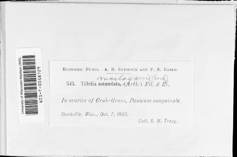 Tilletia maclagani image