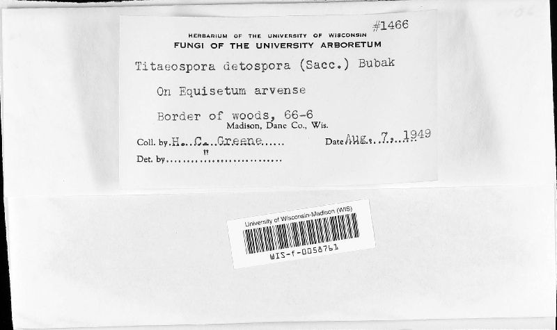 Titaeospora image
