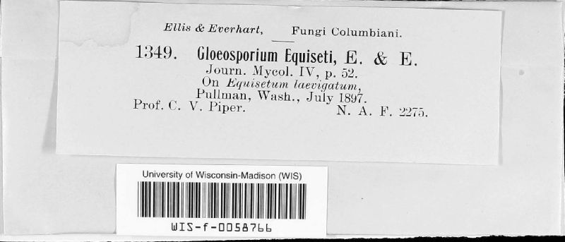 Titaeospora image