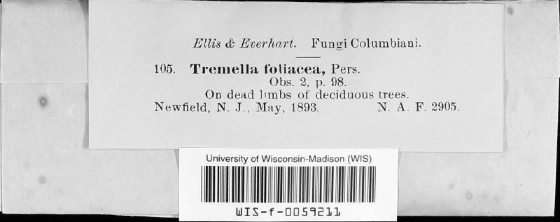 Tremellaceae image