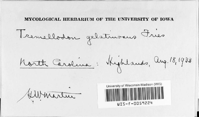 Pseudohydnum gelatinosum image