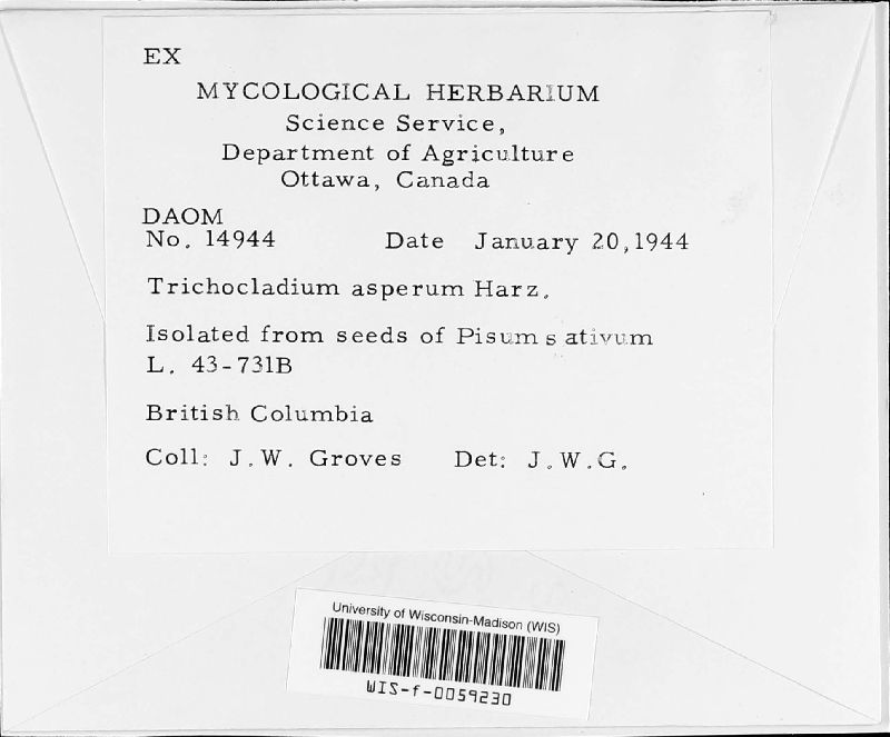 Trichocladium asperum image