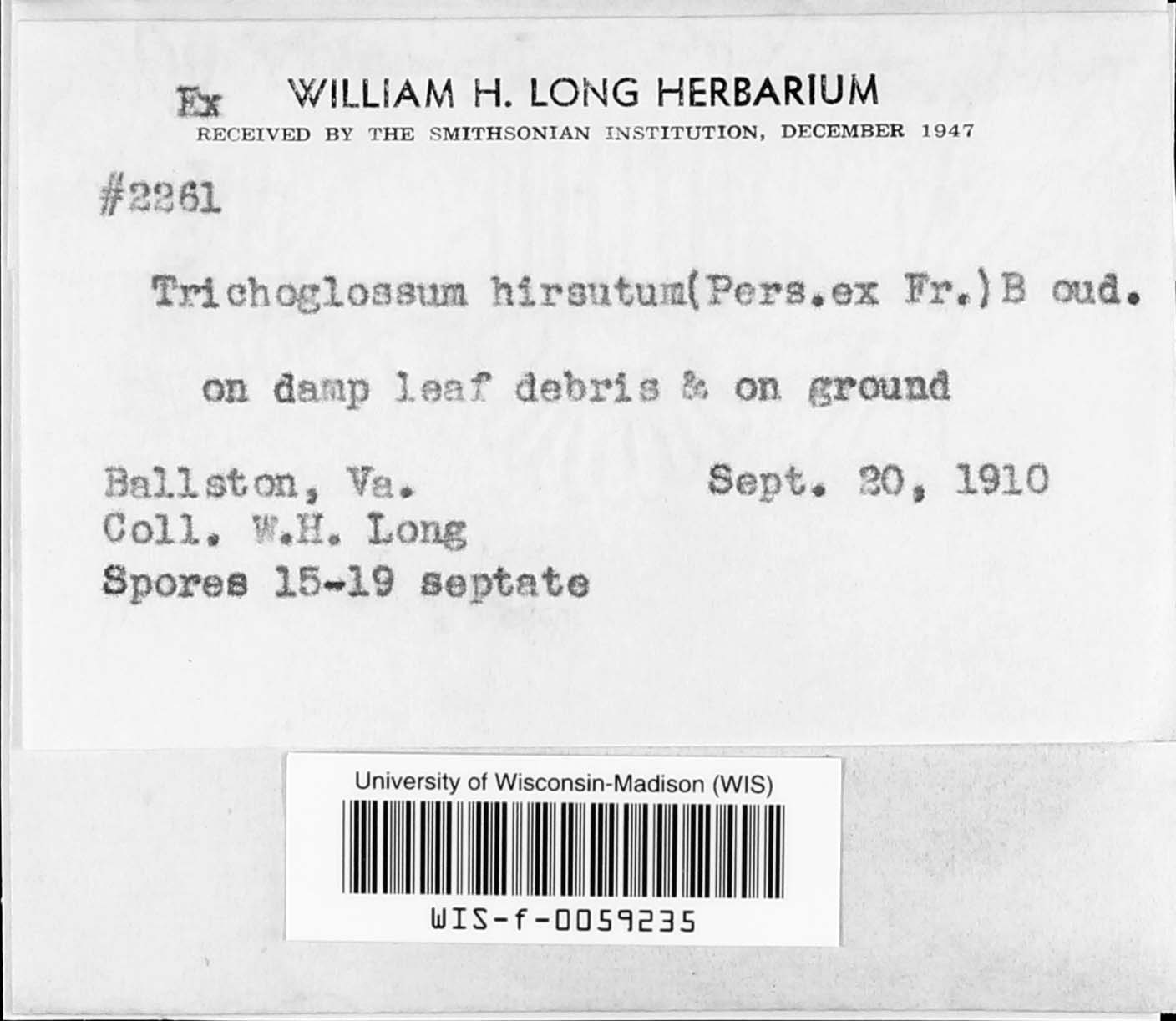 Trichoglossum hirsutum image