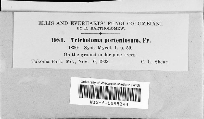 Tricholoma image
