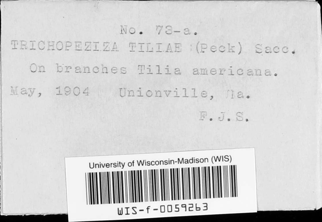 Trichopeziza tiliae image
