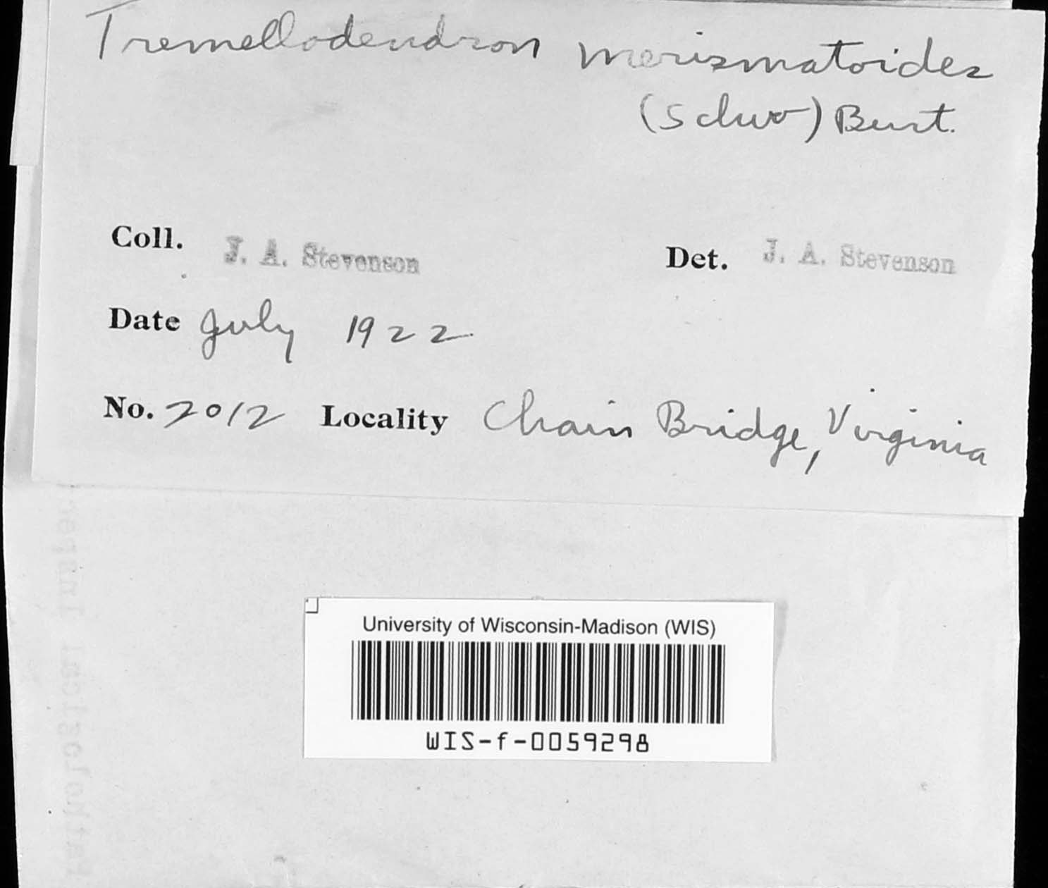 Tremellodendron merismatoides image