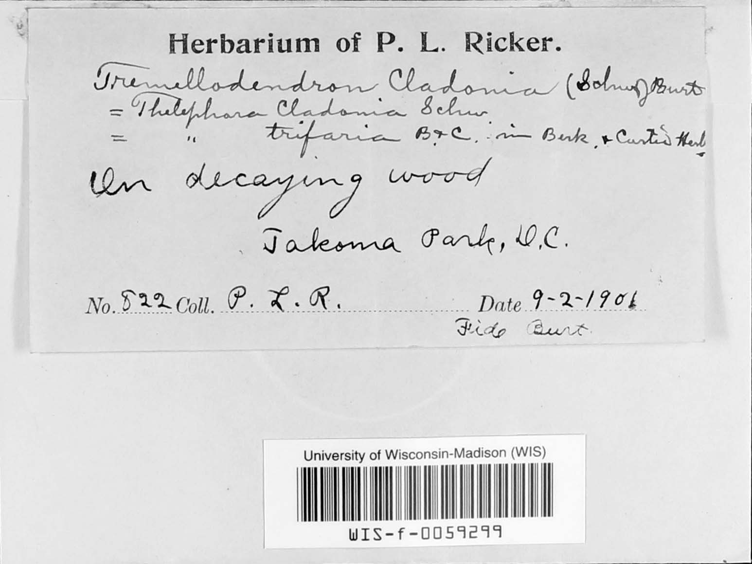 Tremellodendron cladonia image